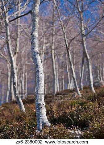 Winter beech forest. Montseny Natural Park. Barcelona province, Catalonia, Spain. View Large Photo Image Stock Image - Winter beech forest. Montseny Natural Park. Barcelona province, Catalonia, Spain.. Fotosearch
