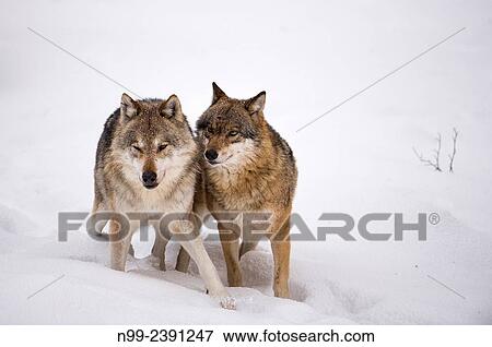 Wolves (Lupus canis), couple in snow, National Park Bayerischer Wald, Bavaria, Germany. View Large Photo Image Stock Photo - Wolves (Lupus canis), couple in snow, National Park Bayerischer Wald, Bavaria, Germany.. Fotosearch