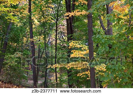 Woodland in autumn at the Frelinghuysen Arboretum, Morristown, New Jersey, NJ, USA. View Large Photo Image Stock Image - Woodland in autumn at the Frelinghuysen Arboretum, Morristown, New Jersey, NJ, USA.. Fotosearch