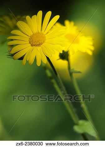 Yellow daisies (Euryops pectinatus). Montseny Natural Park. Barcelona province, Catalonia, Spain. View Large Photo Image Stock Image - Yellow daisies (Euryops pectinatus). Montseny Natural Park. Barcelona province, Catalonia, Spain.. Fotosearch