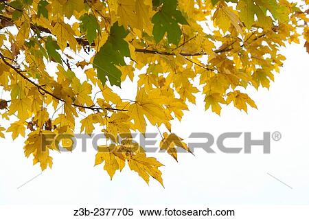 Yellow maple leaves in autumn at the Frelinghuysen Arboretum, Morristown, New Jersey, NJ, USA. View Large Photo Image Stock Photography - Yellow maple leaves in autumn at the Frelinghuysen Arboretum, Morristown, New Jersey, NJ, USA.. Fotosearch
