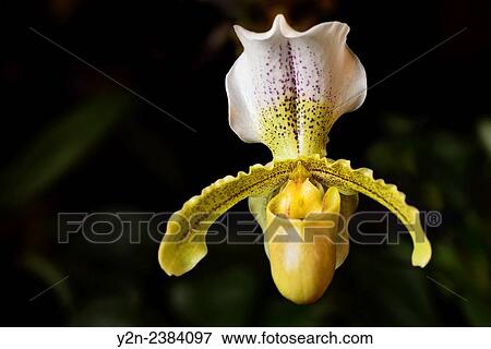 Yellow Paphiopedilum Insigne var sylhetense Venus Slipper orchid flower hybrid. View Large Photo Image Stock Photo - Yellow Paphiopedilum Insigne var sylhetense Venus Slipper orchid flower hybrid.. Fotosearch