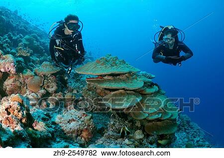 Young couple looking at the coral divers, Indian Ocean, Maldives. View Large Photo Image Stock Image - Young couple looking at the coral divers, Indian Ocean, Maldives.. Fotosearch