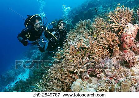Young couple looking at the coral divers, Indian Ocean, Maldives. View Large Photo Image Stock Photo - Young couple looking at the coral divers, Indian Ocean, Maldives.. Fotosearch