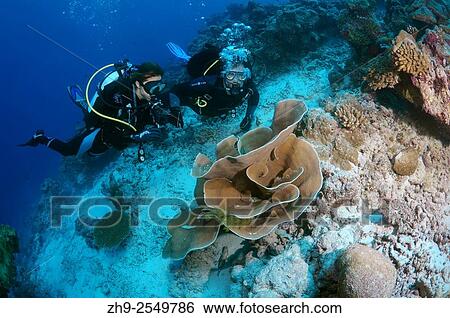 Young couple looking at the coral divers, Indian Ocean, Maldives. View Large Photo Image Stock Photograph - Young couple looking at the coral divers, Indian Ocean, Maldives.. Fotosearch