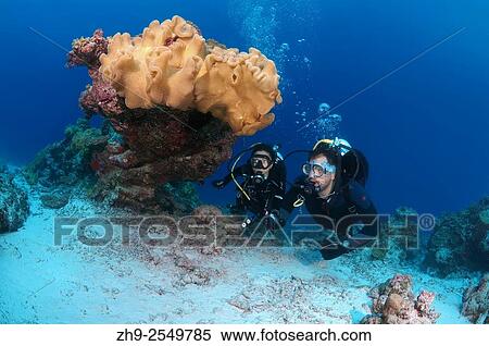 Young couple looking at the coral divers, Indian Ocean, Maldives. View Large Photo Image Stock Photography - Young couple looking at the coral divers, Indian Ocean, Maldives.. Fotosearch