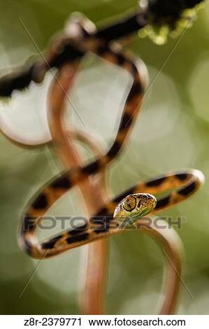 Stock Image - Young Imantodes cenchoa - Blunthead Tree Snake - on a low branch. French Guiana.. Fotosearch
