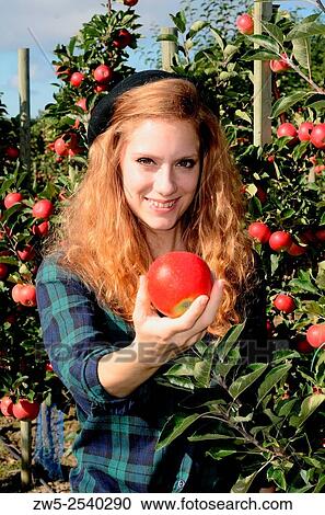 Stock Image - Young redhaired woman holding a red apple in apple harvest harvest in Kivik, Scania, Sweden.. Fotosearch