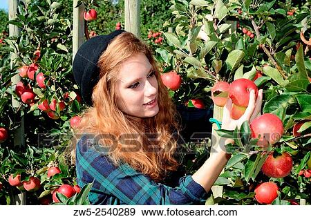 Stock Photo - Young redhaired woman works with apple harvest in Kivik, Scania, Sweden.. Fotosearch