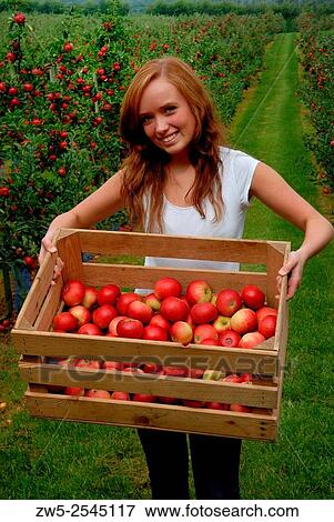 Young woman carrying a box with red apples in the Swedish fuit district Kivik. View Large Photo Image Stock Photo - Young woman carrying a box with red apples in the Swedish fuit district Kivik.. Fotosearch