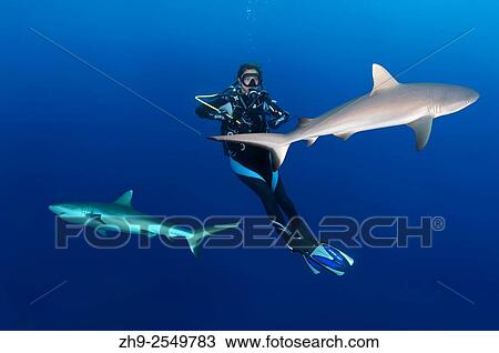 Stock Image - Young woman diver hangs in the water next to the two grey reef sharks (Carcharhinus amblyrhynchos), Indian Ocean, Maldives.. Fotosearch