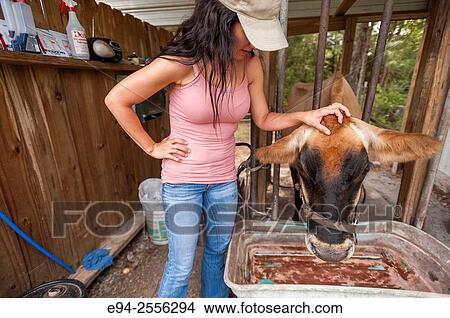 38 year old brunette woman petting a cow in a barn. View Large Photo Image Picture - 38 year old brunette woman petting a cow in a barn.. Fotosearch