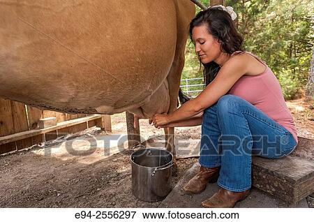 A 38 year old brunette woman milking a cow. View Large Photo Image Stock Photo - A 38 year old brunette woman milking a cow.. Fotosearch