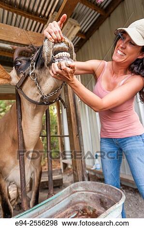 A 38 year old brunette woman pulling the lips of a cow back to show the teeth. View Large Photo Image Stock Photo - A 38 year old brunette woman pulling the lips of a cow back to show the teeth.. Fotosearch