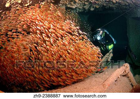 A diver and Glassy Sweepers (Pempheris schomburgkii) in the ship´s hold shipwreck SS Dunraven, Red Sea, Egypt. View Large Photo Image Stock Photo - A diver and Glassy Sweepers (Pempheris schomburgkii) in the ship´s hold shipwreck SS Dunraven, Red Sea, Egypt.. Fotosearch