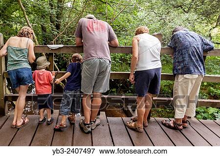 A Family Drop Sticks Into The Stream, Poohsticks Bridge, Hartfield, Sussex, UK. View Large Photo Image Stock Photo - A Family Drop Sticks Into The Stream, Poohsticks Bridge, Hartfield, Sussex, UK.. Fotosearch