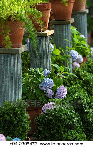 A garden vignette with boxwoods, hydrangeas and ferns in pots on pedestals. Georgia USA View Large Photo Image Stock Image - A garden vignette with boxwoods, hydrangeas and ferns in pots on pedestals. Georgia USA. Fotosearch