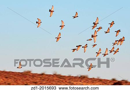 A group of European Turtle Dove fly over desert sky. View Large Photo Image Stock Image - A group of European Turtle Dove fly over desert sky.. Fotosearch