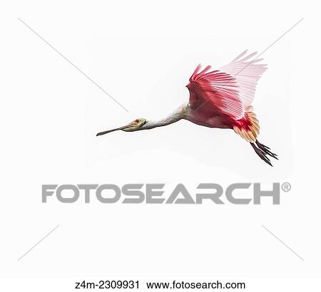 Stock Image - A mature Roseate Spoonbill bird in flight against a white background. Coastal Georgia, USA.. Fotosearch