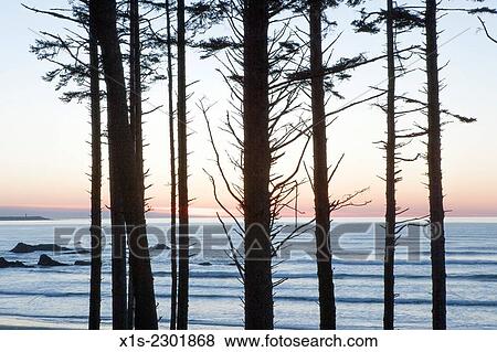 Stock Photo - A stand of timber frames sunset at Ruby Beach on the Olympic Peninsula in Olympic National Park.. Fotosearch