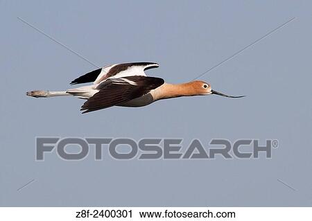 American Avocet in breeding colors in flight. USA. View Large Photo Image Stock Image - American Avocet in breeding colors in flight. USA.. Fotosearch