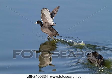 American Coot chases away another in a territorial dispute. USA. View Large Photo Image Picture - American Coot chases away another in a territorial dispute. USA.. Fotosearch