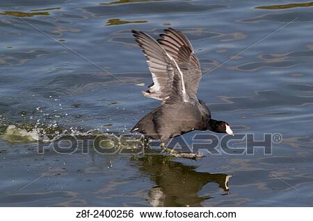 American Coot takes off from water. USA. View Large Photo Image Stock Photograph - American Coot takes off from water. USA.. Fotosearch