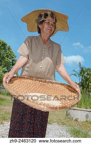 An elderly Thai woman cleans grain rice, Loei province, Thailand. View Large Photo Image Stock Image - An elderly Thai woman cleans grain rice, Loei province, Thailand.. Fotosearch