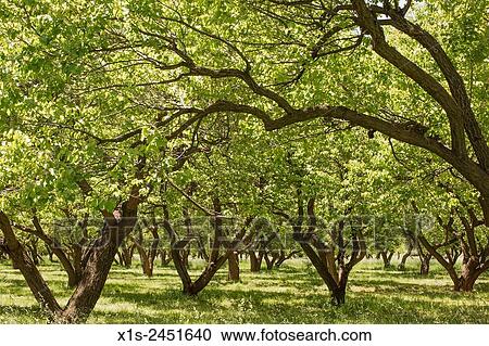 Stock Image - An orchard forms a tree canopy to hold back the sun in Utah.. Fotosearch