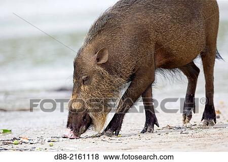 Asia, Borneo, Malaysia, Sarawak, Bako National Park, Bornean bearded pig (Sus barbatus), on the beach. View Large Photo Image Stock Photo - Asia, Borneo, Malaysia, Sarawak, Bako National Park, Bornean bearded pig (Sus barbatus), on the beach.. Fotosearch