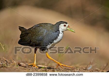 Asia, India, Rajasthan, Bharatpur, Keoladeo national park,. View Large Photo Image Stock Photo - Asia, India, Rajasthan, Bharatpur, Keoladeo national park,.. Fotosearch