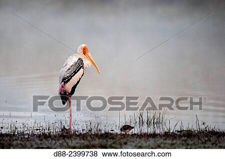 Stock Photo - Asia, India, Rajasthan, Ranthambore National Park,.. Fotosearch