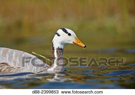 Asia, India, Uttar Pradesh, Chambal river, Bar-headed goose (Anser indicus),. View Large Photo Image Stock Image - Asia, India, Uttar Pradesh, Chambal river, Bar-headed goose (Anser indicus),.. Fotosearch