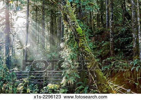 Stock Image - Beams of sunlight brighten moss covered trees and wood fence in a Pacific Northwest forest.. Fotosearch