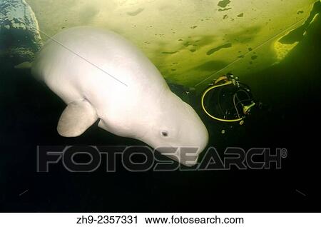 Stock Image - Beluga, White whale (Delphinapterus leucas), White Sea, Karelia, north Russia, Arctic.. Fotosearch