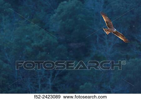 Stock Photo - Black kite (Milvus migrans), Salazar river, Navarra, Spain, Europe.. Fotosearch