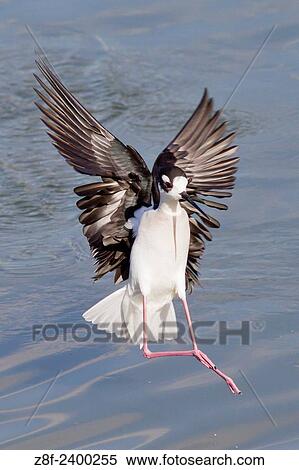 Black-Necked Stilt landing. USA. View Large Photo Image Stock Photography - Black-Necked Stilt landing. USA.. Fotosearch