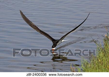 Stock Photograph - Black Skimmer fishing by flying with itÂ´s lower mandible in the water leaving a wake. USA.. Fotosearch