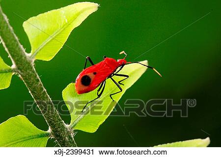 Stock Image - Boxelder Bug, true bug, borneo. Fotosearch