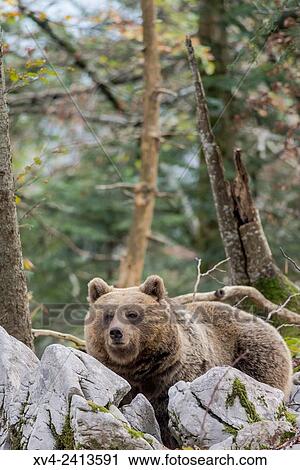 Brown bear (Ursus arctos) in the Slovenian Forest. Slovenia. View Large Photo Image Stock Image - Brown bear (Ursus arctos) in the Slovenian Forest. Slovenia.. Fotosearch