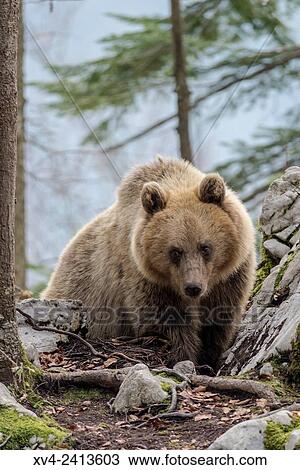 Brown bear (Ursus arctos) in the Slovenian Forest. Slovenia. View Large Photo Image Stock Image - Brown bear (Ursus arctos) in the Slovenian Forest. Slovenia.. Fotosearch