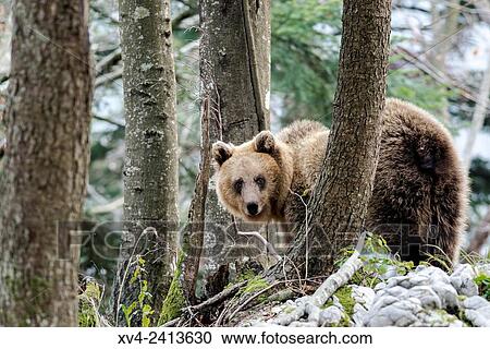 Brown bear (Ursus arctos) in the Slovenian Forest. Slovenia. View Large Photo Image Stock Image - Brown bear (Ursus arctos) in the Slovenian Forest. Slovenia.. Fotosearch