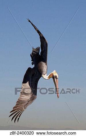 Brown Pelican in breeding colors dives for fish. USA. View Large Photo Image Stock Image - Brown Pelican in breeding colors dives for fish. USA.. Fotosearch