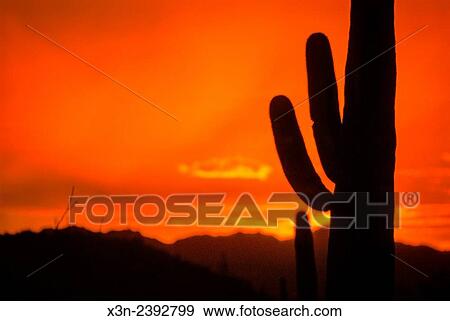 Cacti (Cereus Giganteus) (Saguaro) in desert landscape with colorful sunset in Arizona. View Large Photo Image Stock Photo - Cacti (Cereus Giganteus) (Saguaro) in desert landscape with colorful sunset in Arizona.. Fotosearch