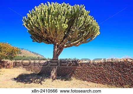 Cactus near Dungur palace, Axum, Tigray region, Ethiopia. View Large Photo Image Stock Photograph - Cactus near Dungur palace, Axum, Tigray region, Ethiopia.. Fotosearch