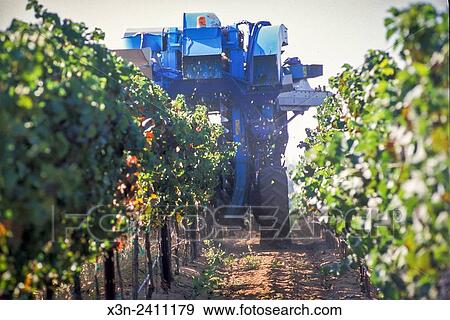 Stock Photo - CALIFORNIA - Grapes being harvested at Vineyard in California.. Fotosearch