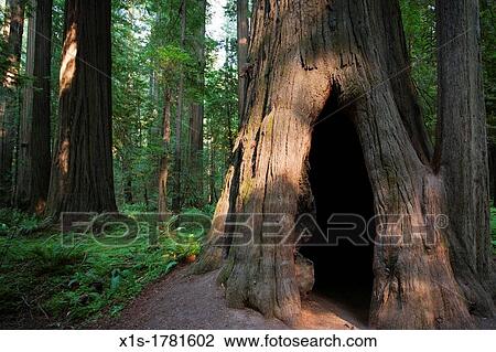 California Redwood Groves View Large Photo Image Stock Image - California Redwood Groves. Fotosearch