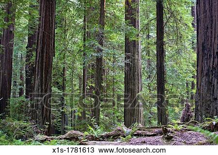 Stock Image - California Redwood Groves. Fotosearch