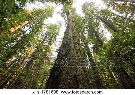 California Redwood Groves View Large Photo Image Stock Photo - California Redwood Groves. Fotosearch
