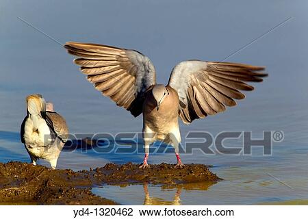 Stock Image - Cape Turtle-Doves Streptopelia capicola, in the waterhole, Kruger National Park, South Africa. Fotosearch